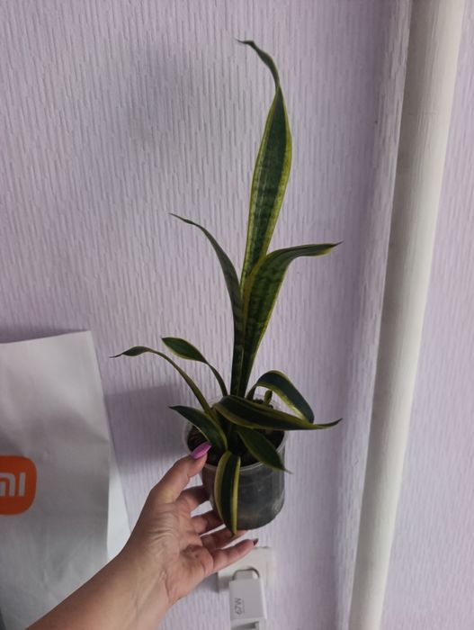 Продам сансевьера вариегатную