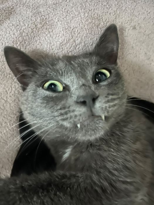 Ищет дом кошечке