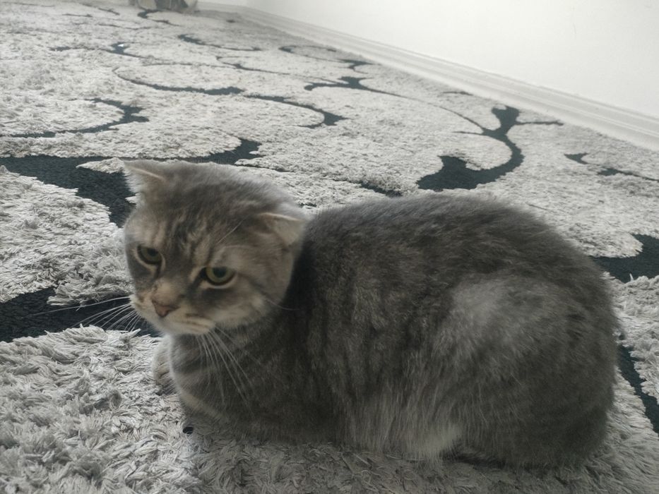 Отдам кота в хорошие руки!!! Срочно