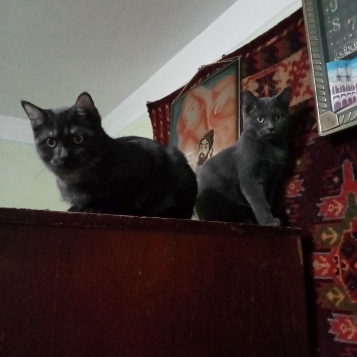 Раздам котят 4,5 месяца. Британцы короткошерстные