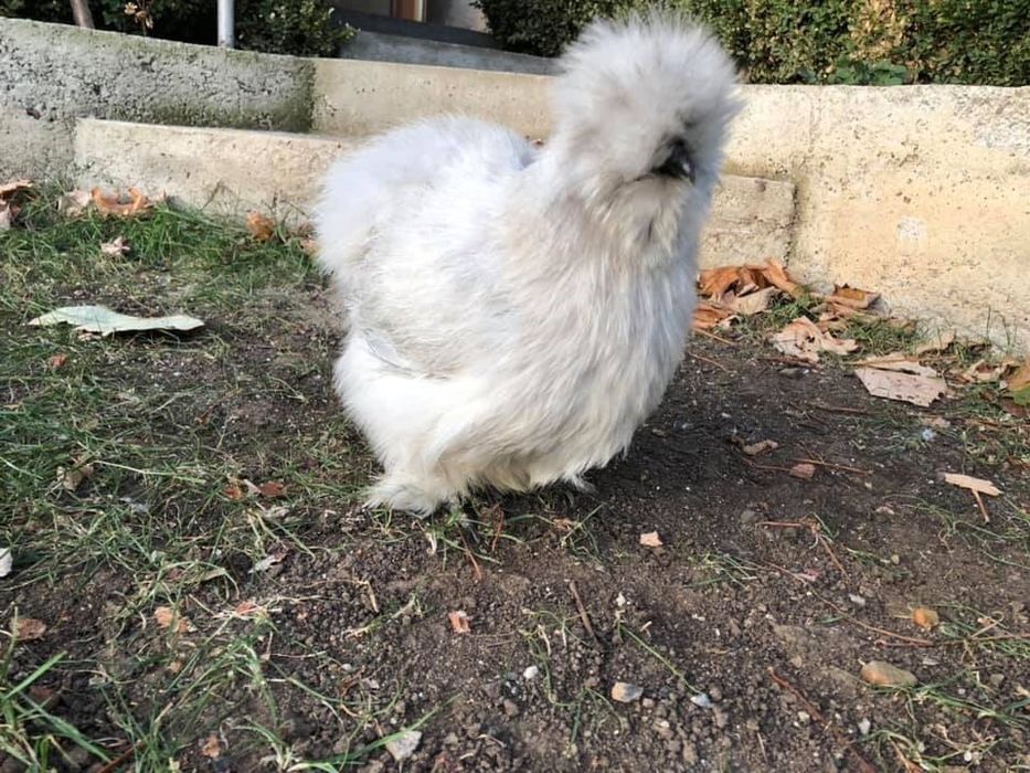 Продавам яйца и пилета от Копринките на снимките