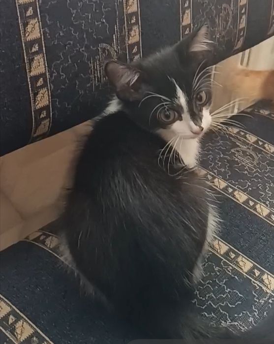 Пристраивается котенок