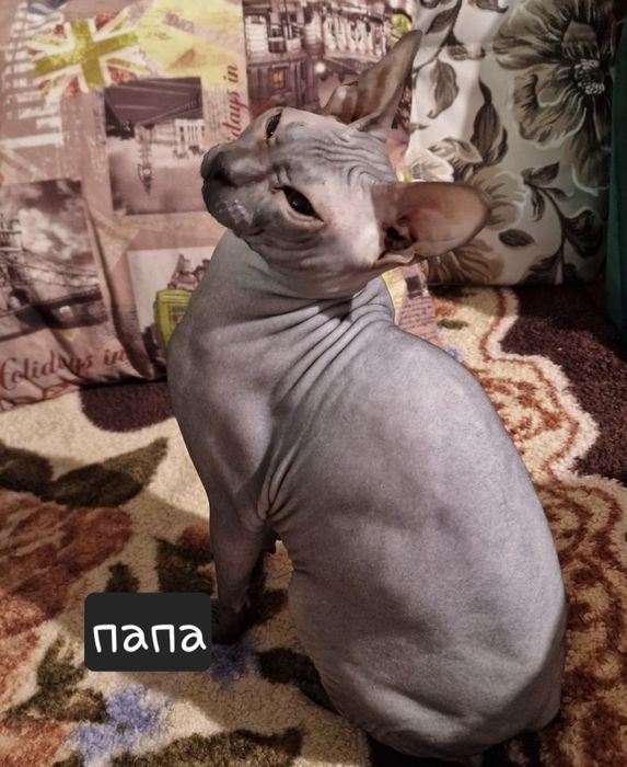 Милые девочки ищут заботливых родителей