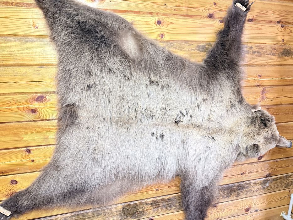 Медведь натуралный