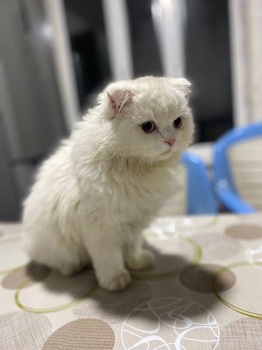 Tonmagan kokrak fotosurati