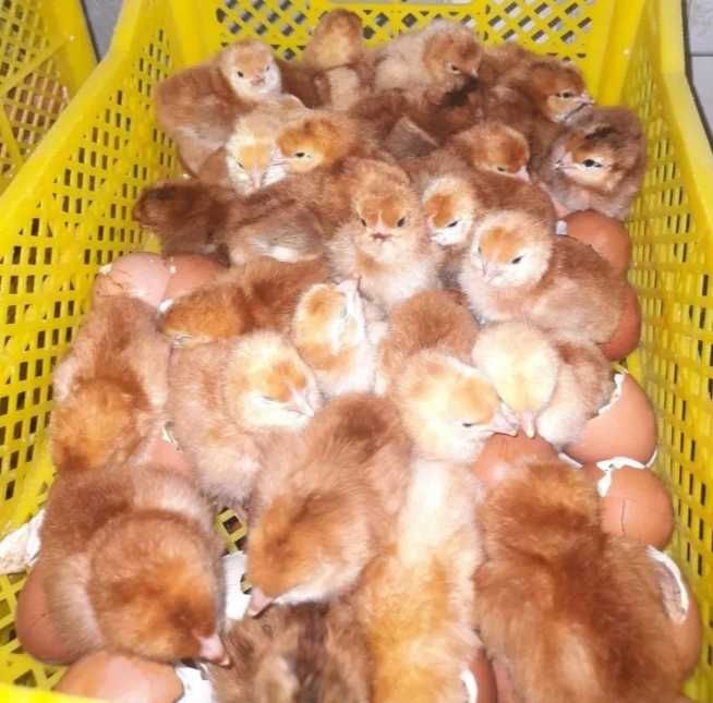 Цыплята Хан-Хяп и молодки разных пород