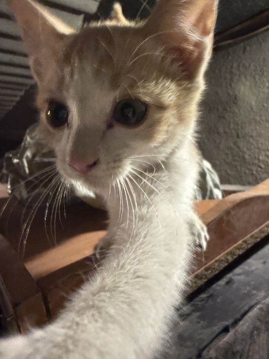 котенок бесплатно