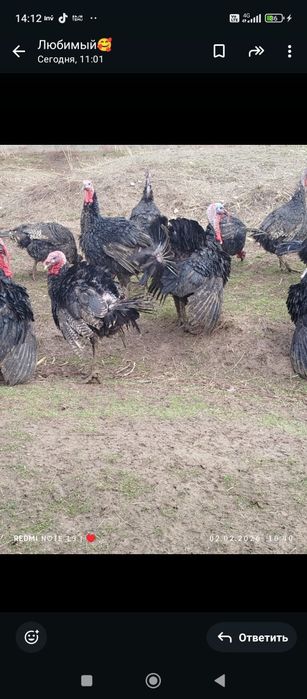 Продаются индюки гибридные