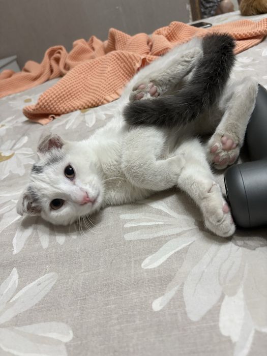 Отдам кота в добрые руки