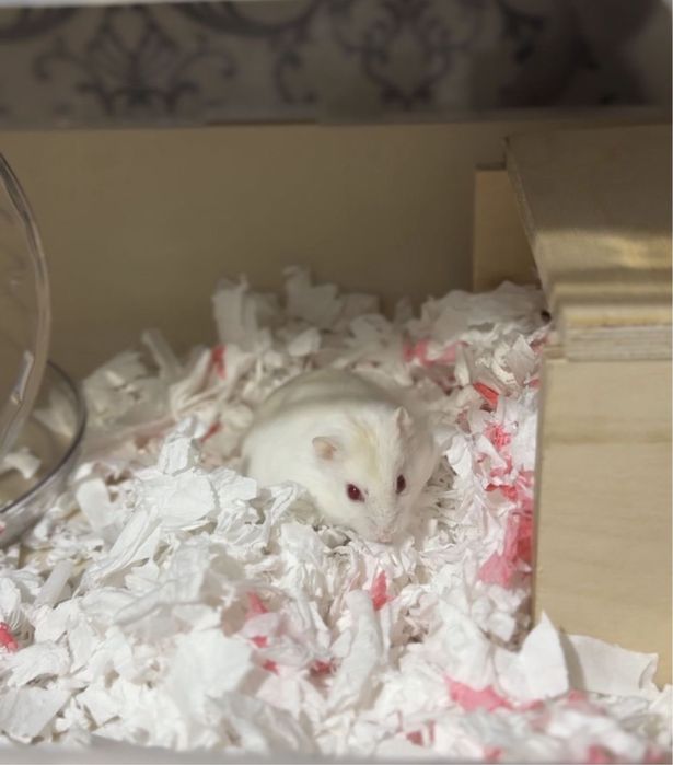 Джунгарский хомяк