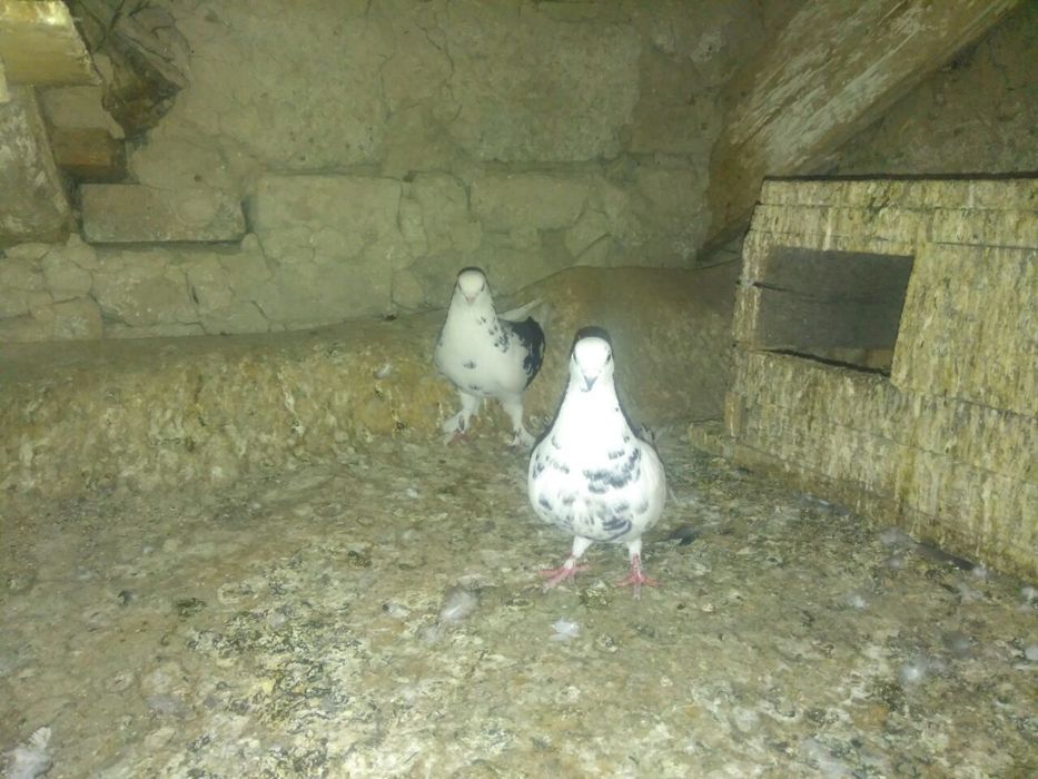 Продаются голуби