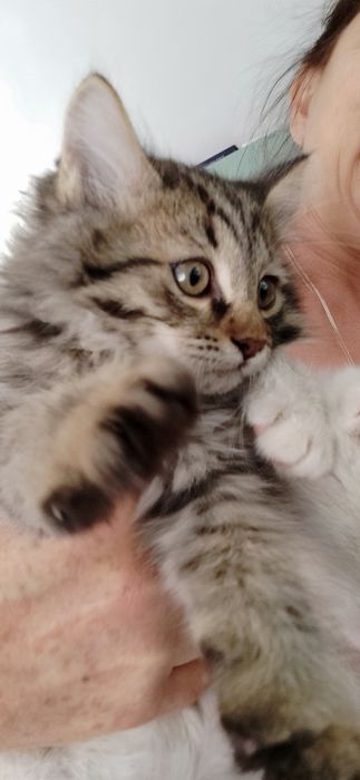 Котята в добрые руки отдам.