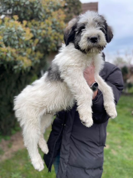 Ciobănesc Românesc  Mioritic