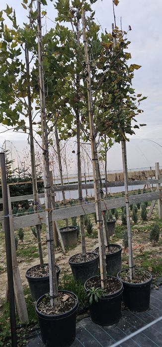 Tuia magnoli artar japonez mesteacăn tei platani