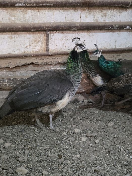 Индийские павлины на продажу