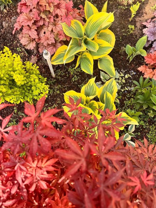 Клён -декоративно лиственный