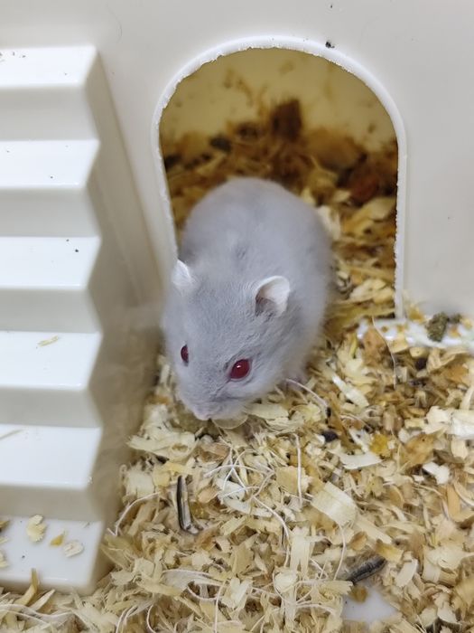 4 pui de  hamster
