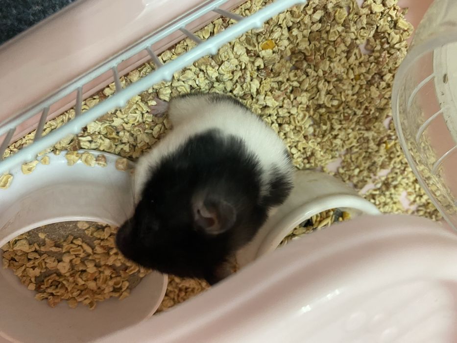 Отдам хомяка 5000 тг