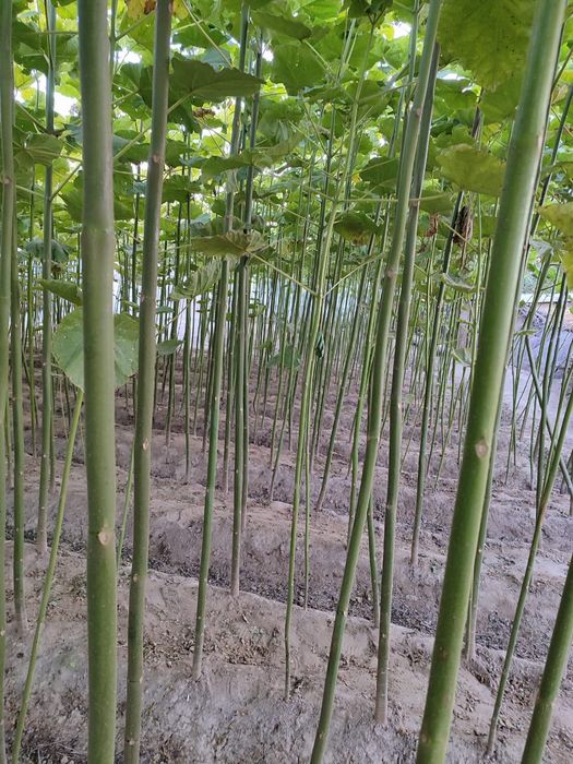 Күшті скрипт блять