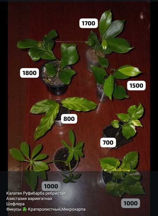 Отростки и цветочки