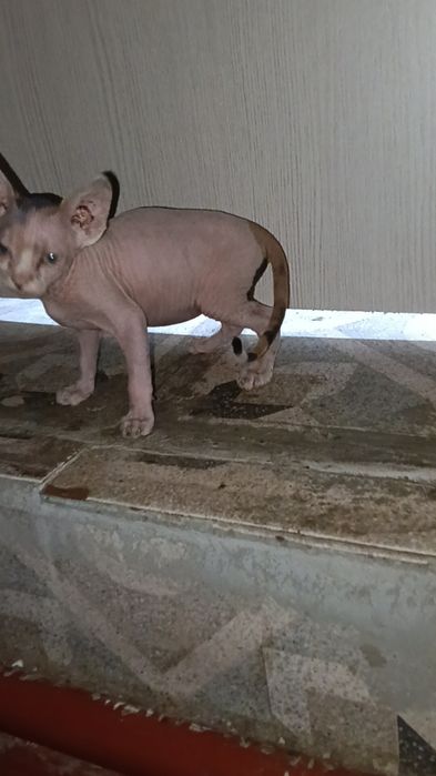 Канадский сфинкс