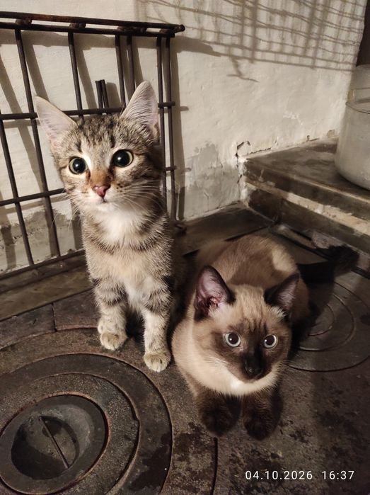 Котята в добрые руки.