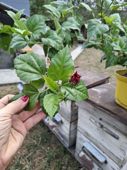 Продам Гибискус!