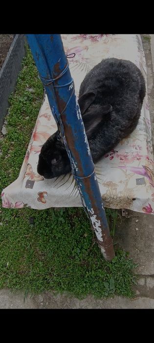 Femelă gestantă uriaș gri fier