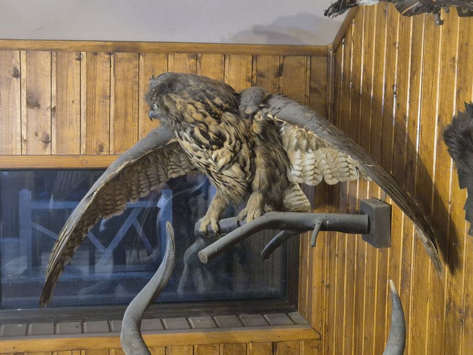 Trofeu Bufnita uriasa impaiata de Robert Ritter(Grigore Antipa)