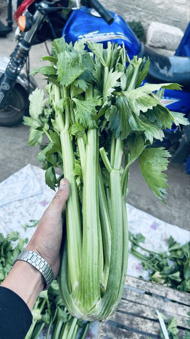 Черешковый сельдерей