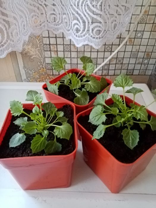 Продам саженцы васильков