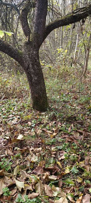 УПИ Долни оманци Р