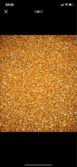 Vand porumb ,recoltat 2025