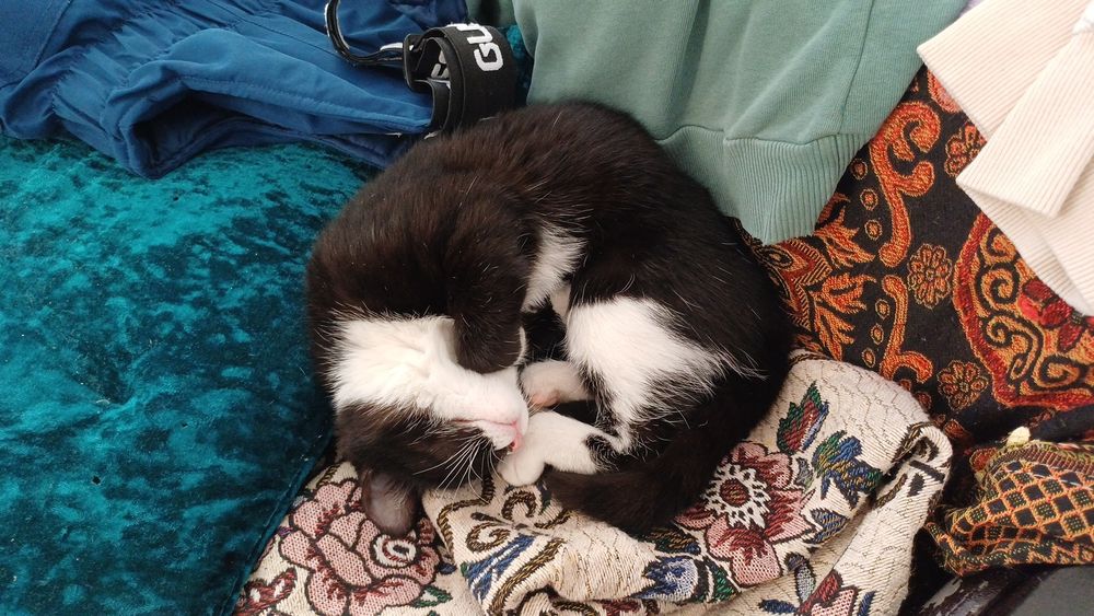 Отдам кошечку бесплатно