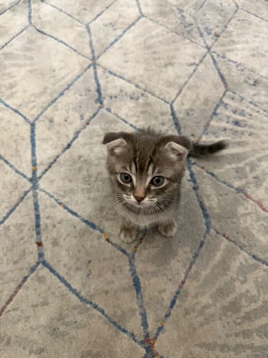 Шотландский вислоухий котенок