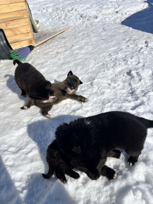 Отдам в добрые руки