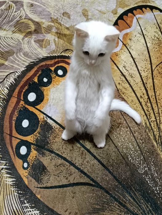 Продам котёнка девочка