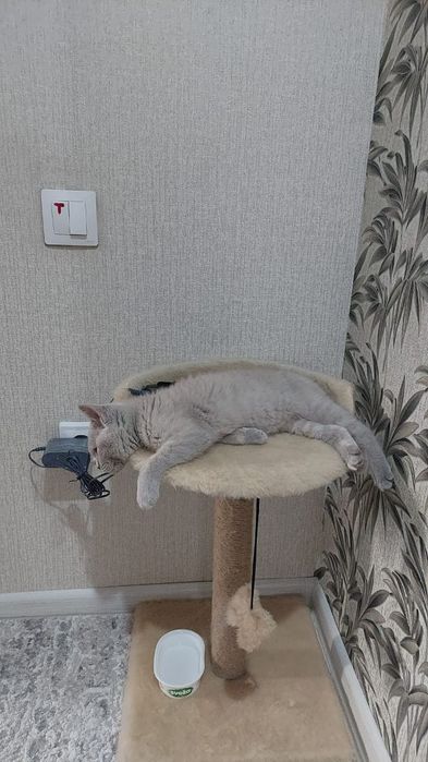 Кошка британка 4 месяца