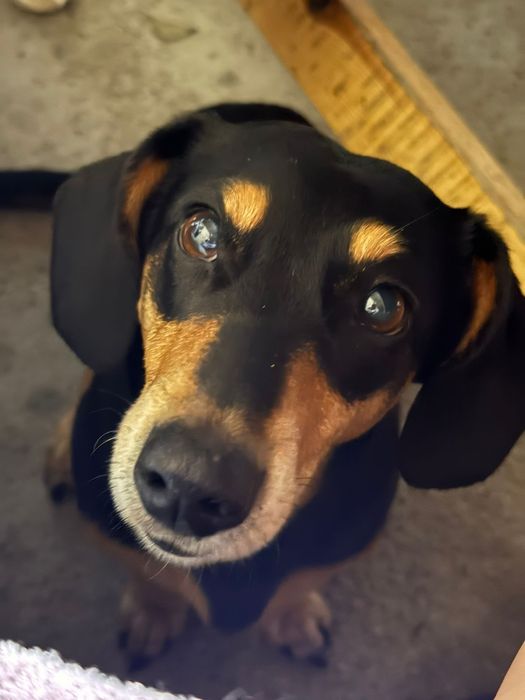 Продам щенков таксы