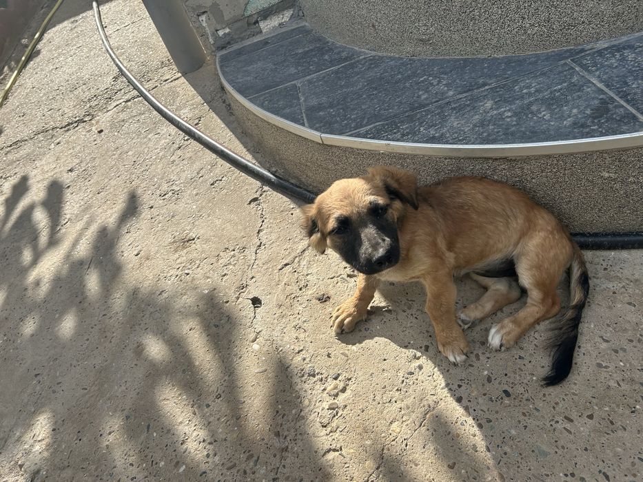 Catelusa spre adoptie