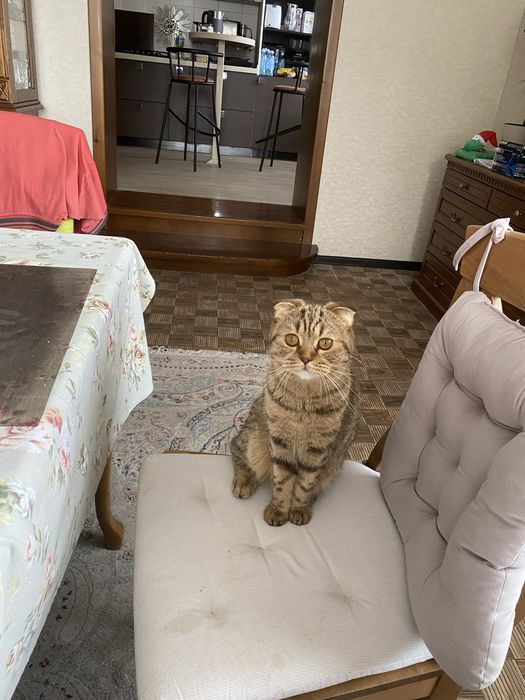 Шотландская вислоухая кошка