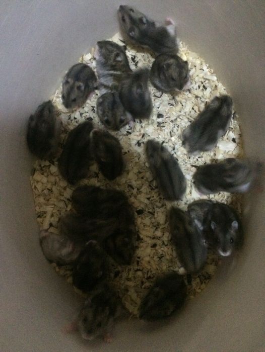 Хомяки сирийские и джунгарики!