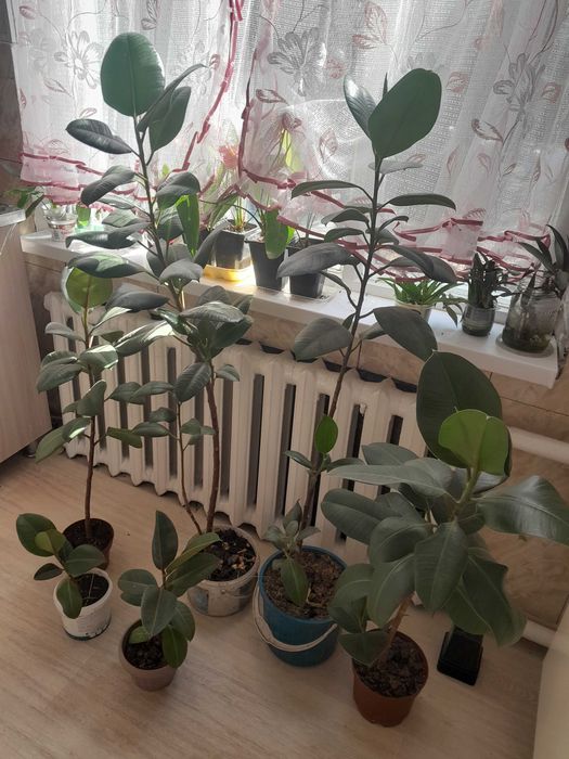 Фикус от 1.500тыс и выше