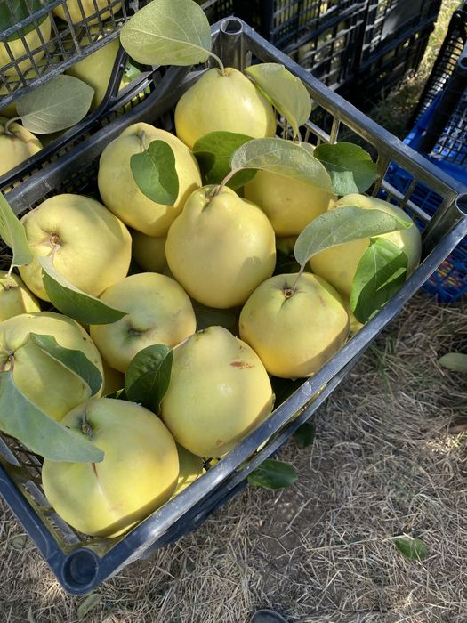 Дюли за продажба