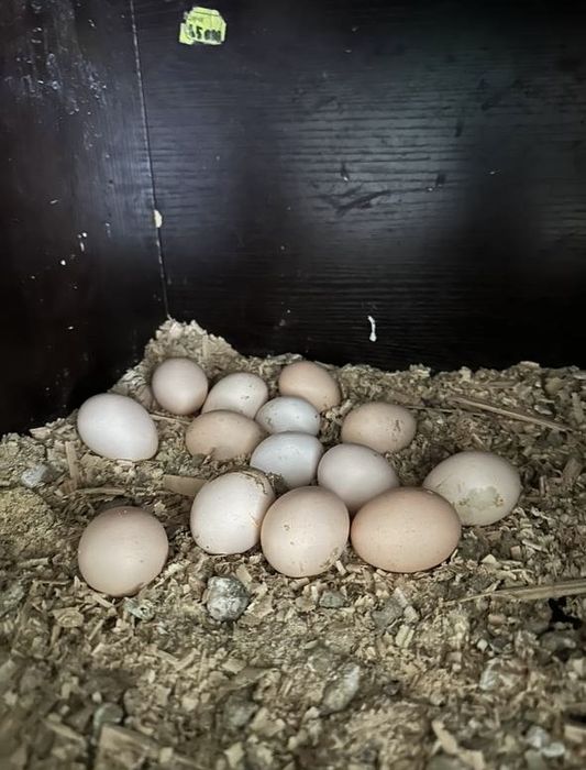 Япон товук тухумлари. Яйца японской курицы