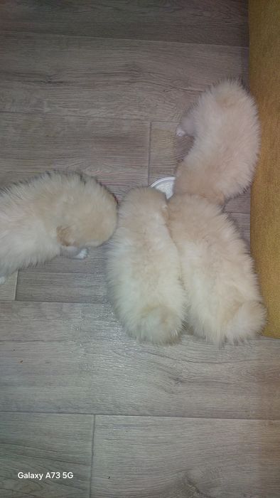 Резерв щенков помиранского шпица