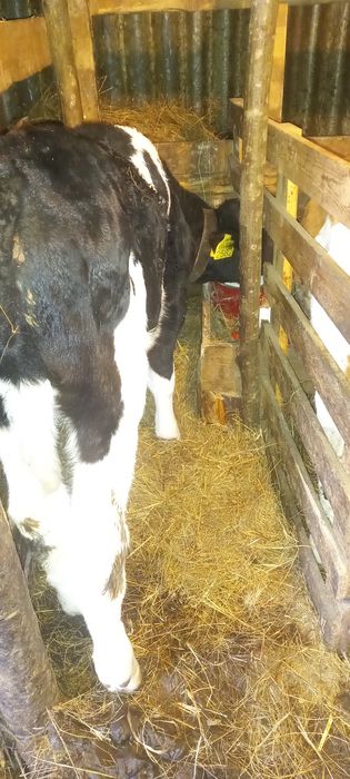 Tauras intarcat 6 sapt