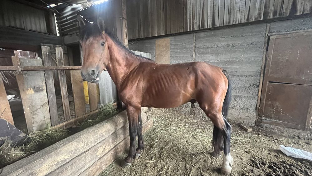 Торы Айғыр сатылады