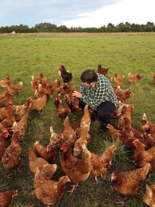 Avem gaini roșii issa brown varsta 11 transport gratuit jud brasov