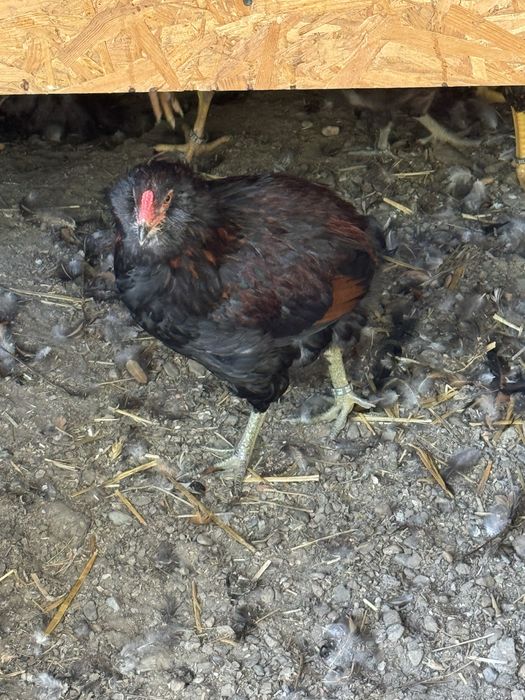 Cocosi wyandotte si araucana